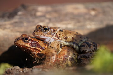 European brown frog (Rana temporaria) close up mating on spring garden.