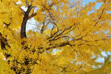 黄色に染まった大イチョウの木