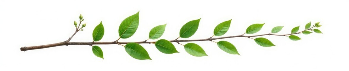 Naklejka premium A single isolated branch on white background with small leaves and a few twigs, foliage, isolated