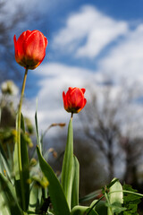 Obraz premium Two vibrant red tulips stand tall against a backdrop of blurred trees and a bright, cloudy sky, capturing a moment of spring's delicate beauty.