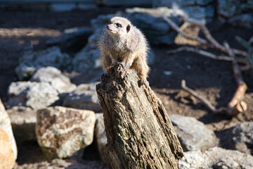 African Meerkats in the sunshine