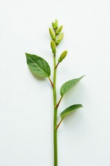 Obraz premium A single stem with tiny buds on a white background, plant,