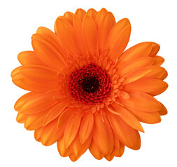Vibrant orange Gerbera flower (Daisy) in bloom isolated on white background, including clipping path.