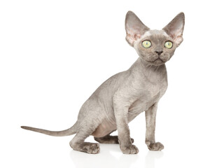 Gray Sphynx Kitten Sitting on White Background