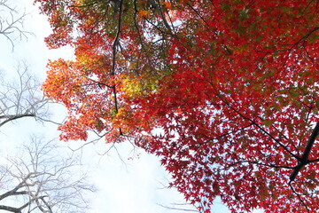 グラデーションの紅葉