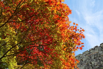 グラデーションの紅葉
