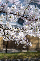 A Taste of Kyoto - Philosophers Path