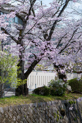 Naklejka premium A Taste of Kyoto - Philosophers Path