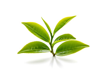 Obraz premium Fresh Tea Leaves Against a White Background