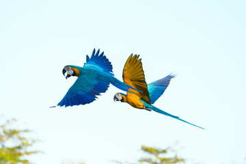 blue and gold macaw free flying  parrot in the sky