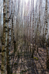 Fototapeta premium Bare birch trees stand tall under spring light in peaceful forest silence. Wide-angle view of tranquil birch grove with gentle shadows and soft natural lighting.