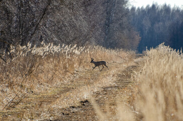 Solitary roe deer crossing sunlit forest trail in early spring morning silence.  Side-angle view of...