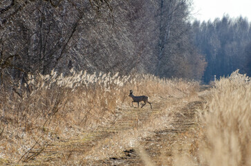 Solitary roe deer crossing sunlit forest trail in early spring morning silence.  Side-angle view of...
