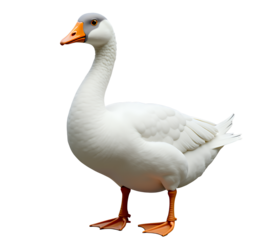 White Goose, Orange Beak, Grey Head, Transparent Background. Bird, Farm Animal.