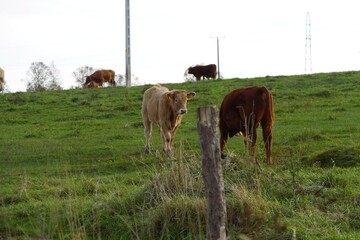 Several cows graze on a green, grassy hillside under a bright sky
