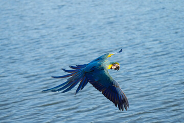 blue and gold macaw free flying  parrot in the sky