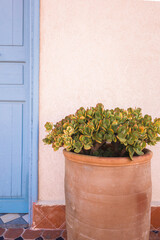 Potted succulent plant next to blue wooden door in traditional riad courtyard terrace in Essaouira, Morocco, North Africa