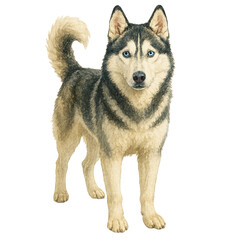 Fototapeta premium Watercolor Siberian Husky Dog Standing