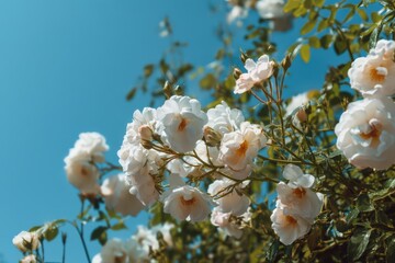 Beautiful white roses against a blue sky background, a summer floral landscape with space for text