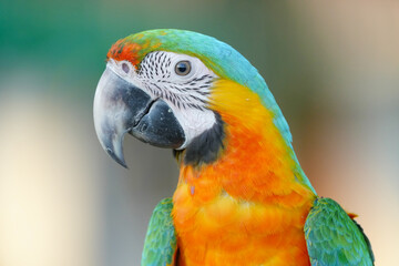 portrait shamrock macaw hybrid macaw free flying  parrot.