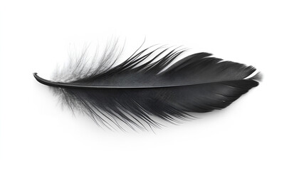 Beautiful black bird feather isolated on white, top view