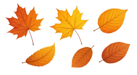 Isolated Autmn Leaves