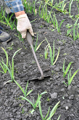 raking of young  garlic plantation - gardening tool( rake), seasonal work in the vegetable garden