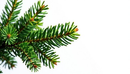 Branch of a coniferous tree against a bright white background with subtle texture, tree, isolated, white