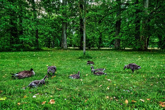 Ducks and goslings in a meadow - Powered by Adobe