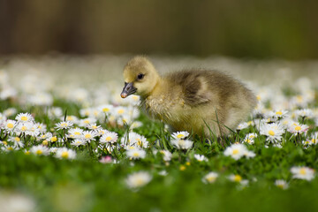 gosling of greylag goose standing on the flowery meadow on a sunny spring day