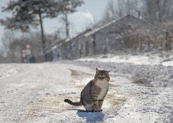A stray grey cat from the yard.