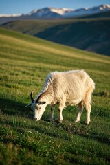 Obraz premium there is a goat that is eating grass in the field