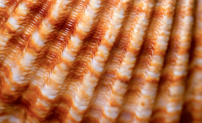 Abstract background shell macro texture. Scallop shell texture close-up