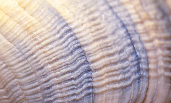 Abstract background shell macro texture. Scallop shell texture close-up