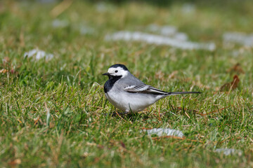 a White wagtail stands on the green grass perpendicular to the camera lens on a spring sunny day.