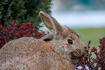 A close-up of a female rabbit eating a red Berberis bush on a cloudy spring day.