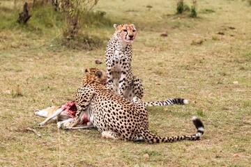 Cheetahs eating gazelle prey in Masai Mara National Reserve, Kenya