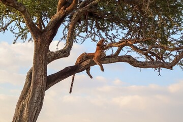 Leopard Yawning While Relaxing on a Tree Branch in Serengeti National Park
