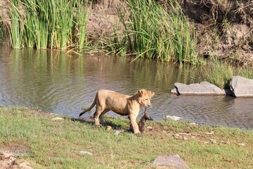 Lion cub carrying prey near waterhole in Africa