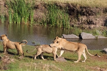 Lioness playing with her cubs near a waterhole in Africa