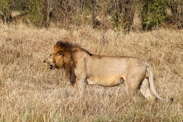 Male lion walking in the african savanna