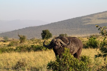 Obraz premium Majestic African Buffalo Standing in Golden Savanna at Sunset