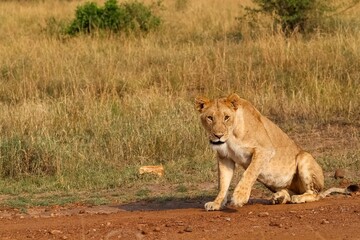 Lioness resting on red dirt road in african savanna
