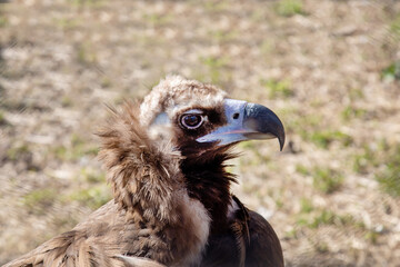 The head of a black vulture with sharp eyes and a sharp beak on a clear sunny day. Birds, ornithology, ecology.