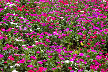 Fototapeta premium flower bush