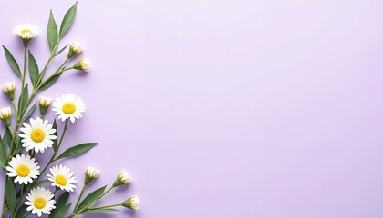 Bouquet of white daisies lies on the left side on a plain purple background, top view, flat lay