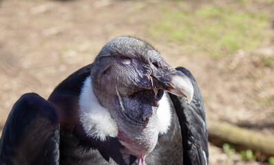 An Andean condor with a pointed beak and a white collar on a clear sunny day. Birds, ornithology,...