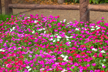 Fototapeta premium flower bush