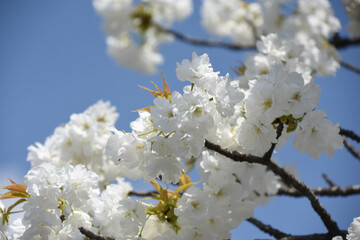 千原桜