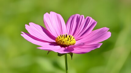 Obraz premium Vibrant Pink Cosmos Flower Closeup Nature Photography